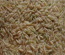Brown Rice Manufacturer Supplier Wholesale Exporter Importer Buyer Trader Retailer in Nagpur Maharashtra India
